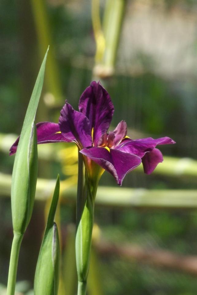 Backyard Garden Oasis Panzió Middletown Kültér fotó